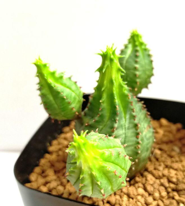 Euphorbia pseudoglobosa 5 Pieces Seeds