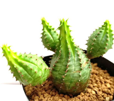 Euphorbia pseudoglobosa 5 Pieces Seeds