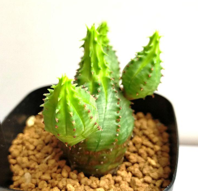 Euphorbia pseudoglobosa 5 Pieces Seeds