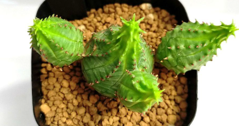 Euphorbia pseudoglobosa 5 Pieces Seeds