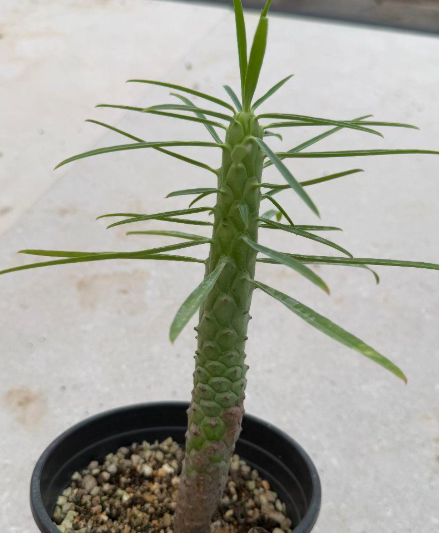 Euphorbia pubiglans 6 Pieces Seeds
