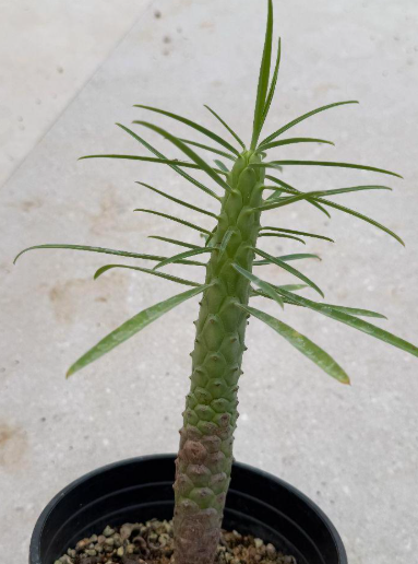Euphorbia pubiglans 6 Pieces Seeds