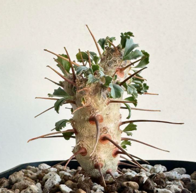 Monsonia crassicaulis 4 Pieces Seeds