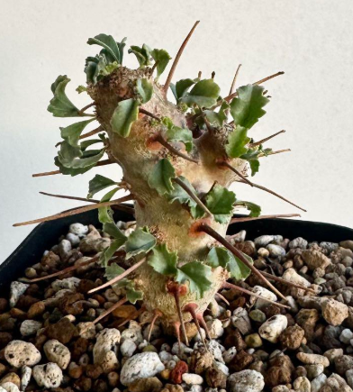 Monsonia crassicaulis 4 Pieces Seeds