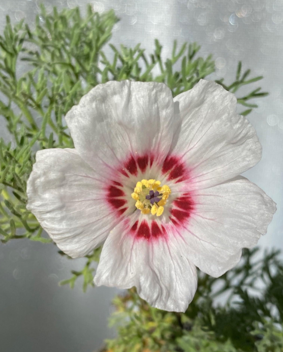 Monsonia multifida 4 Pieces Seeds