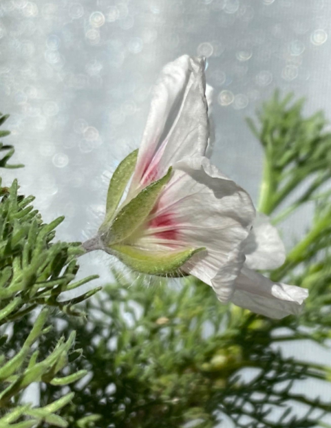Monsonia multifida 4 Pieces Seeds
