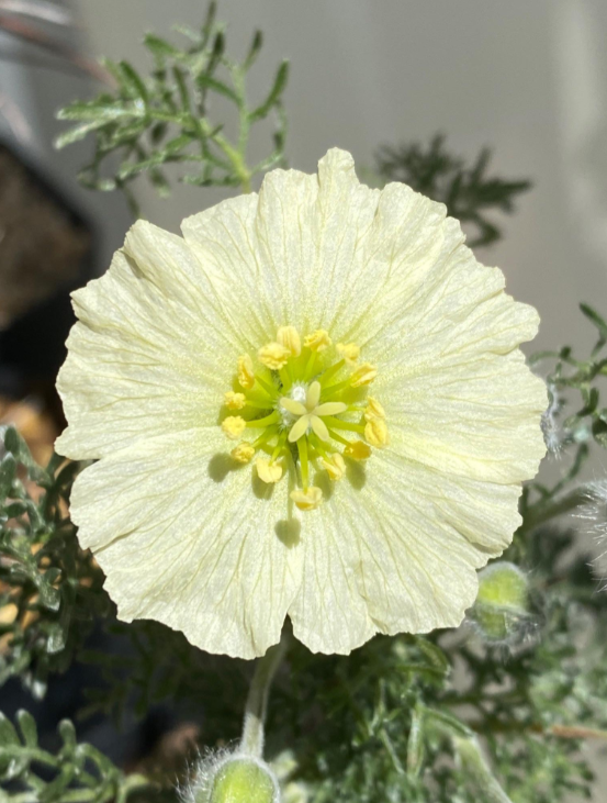 Monsonia herrei 3 Pieces Seeds