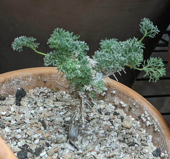 Monsonia herrei 3 Pieces Seeds