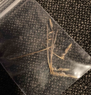 Monsonia lavrani 3 Pieces Seeds