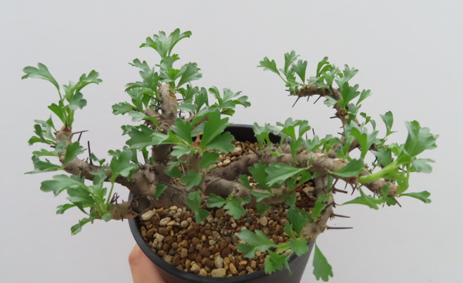 Monsonia flavescens 3 Pieces Seeds