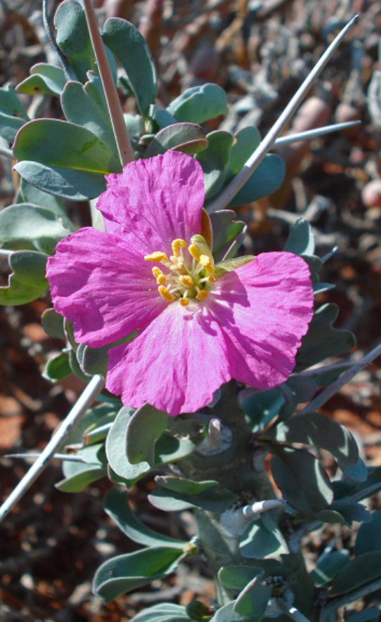 Monsonia lavrani 3 Pieces Seeds