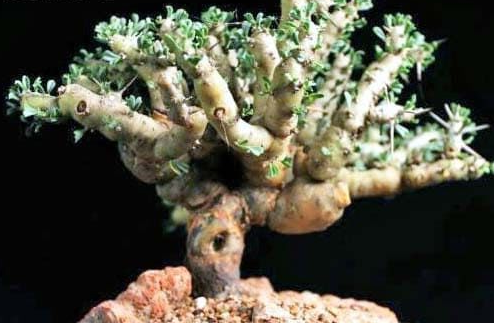 Monsonia patersonii 3 Pieces Seeds