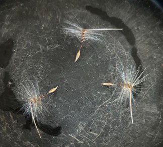 Pelargonium aestivale 3 Pieces Seeds