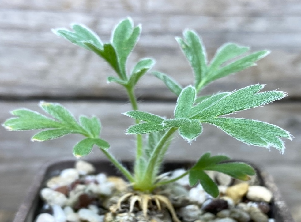 Pelargonium aestivale 3 Pieces Seeds
