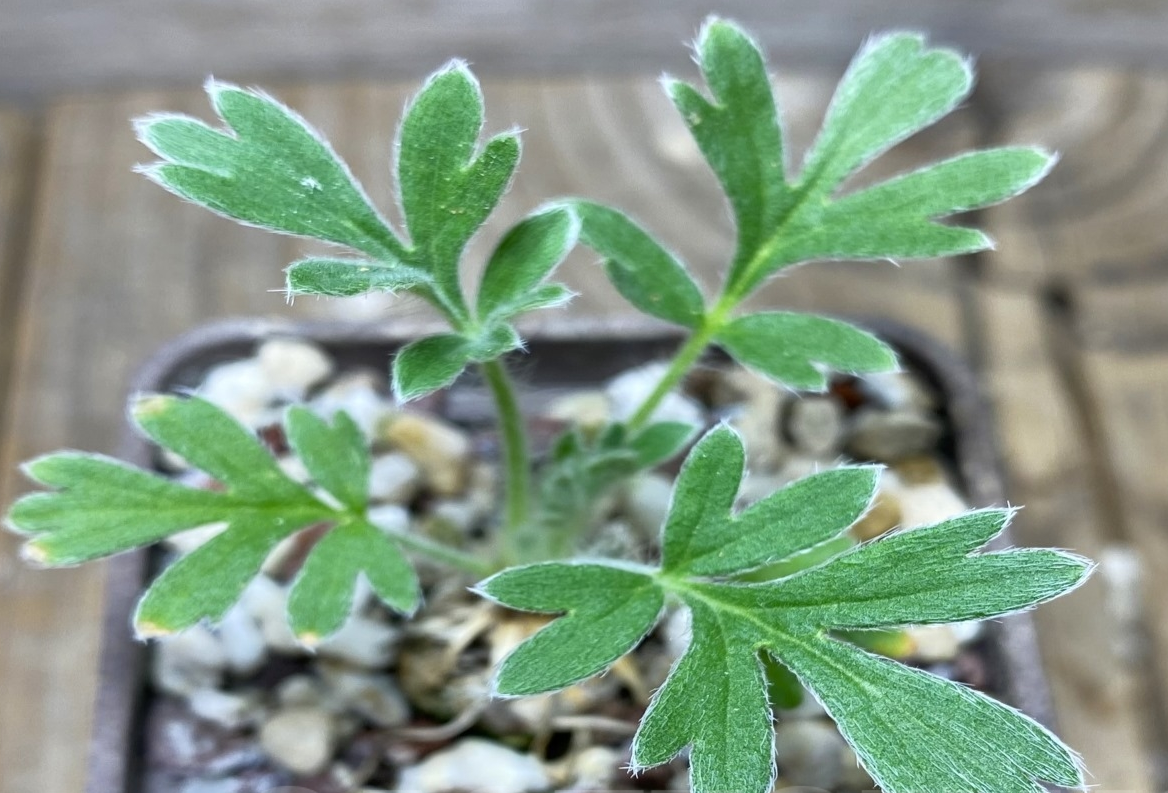 Pelargonium aestivale 3 Pieces Seeds