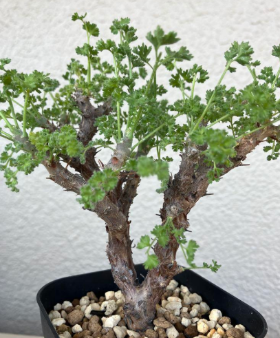Pelargonium alternans 3 Pieces Seeds