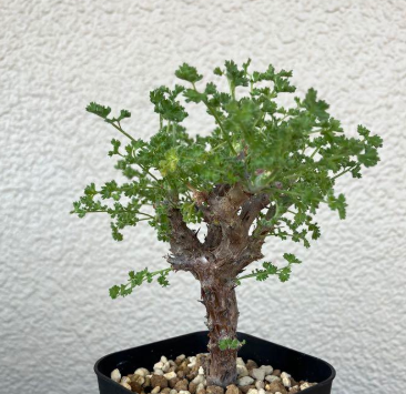Pelargonium alternans 3 Pieces Seeds