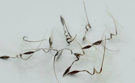 Pelargonium barklyi 4 Pieces Seeds