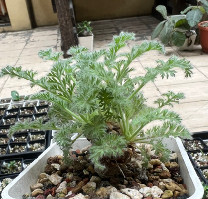 Pelargonium appendiculatum 4 Pieces Seeds