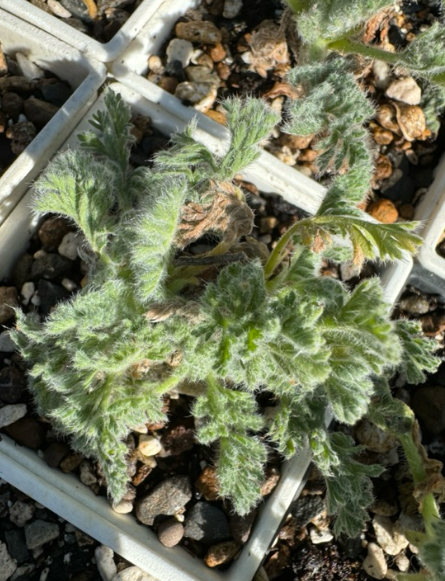 Pelargonium appendiculatum 4 Pieces Seeds