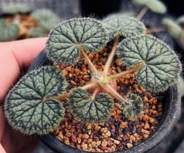 Pelargonium barklyi 4 Pieces Seeds