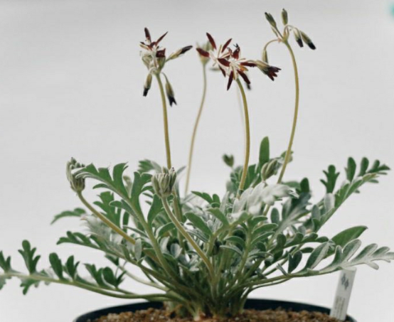 pelargonium succulent Pelargonium auritum 3 Pieces Seeds – exotic-gardenkingdom.com