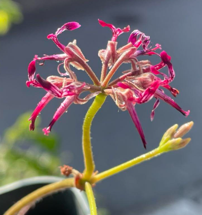 Pelargonium asarifolium 4 Pieces Seeds