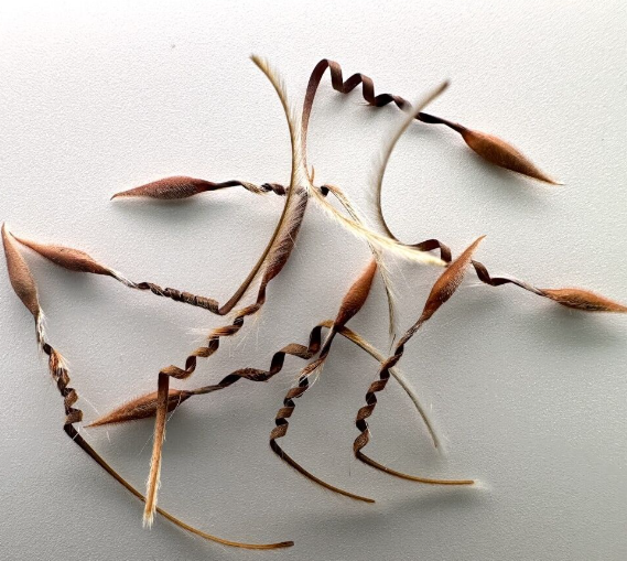 Pelargonium transvaalensis 3 Pieces Seeds