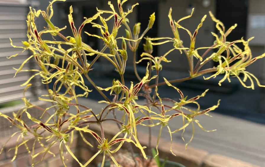 Pelargonium undulatum 3 Pieces Seeds