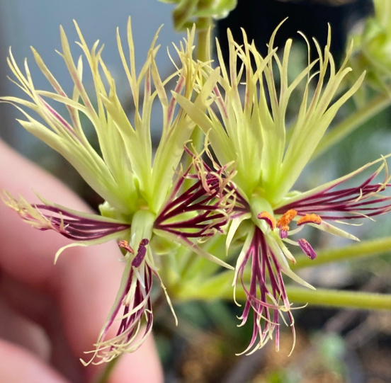 Pelargonium schizopetalum 4 Pieces Seeds