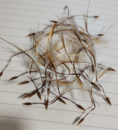 Pelargonium rapaceum 3 Pieces Seeds