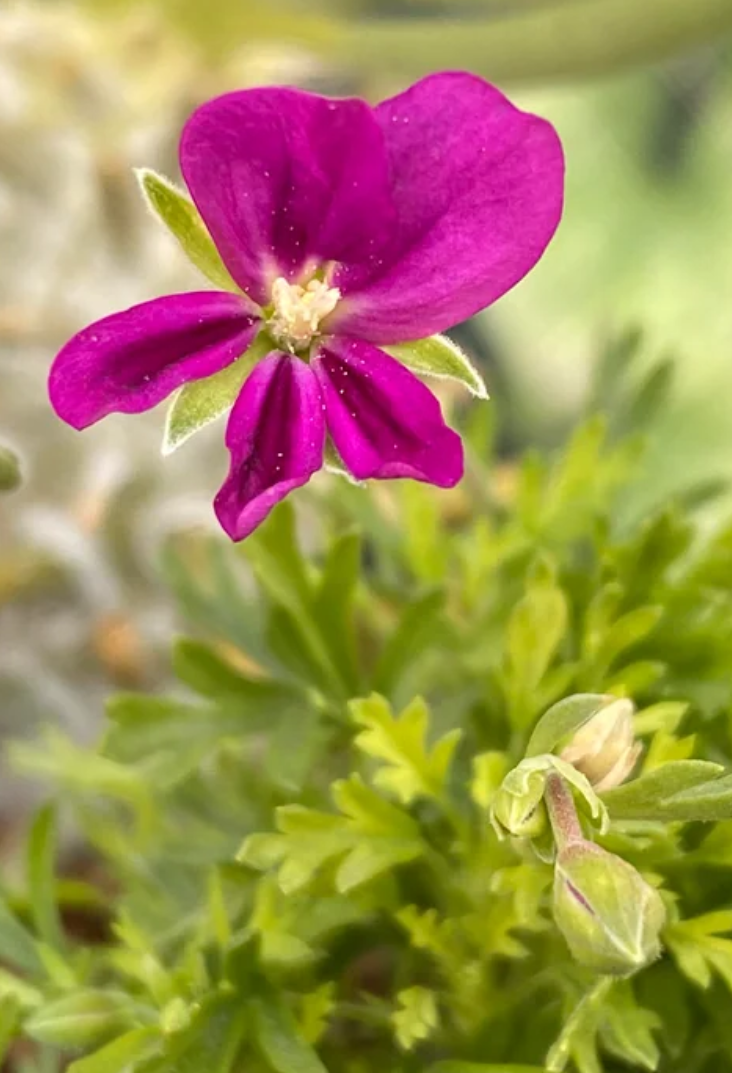 Pelargonium sericifolium 3 Pieces Seeds
