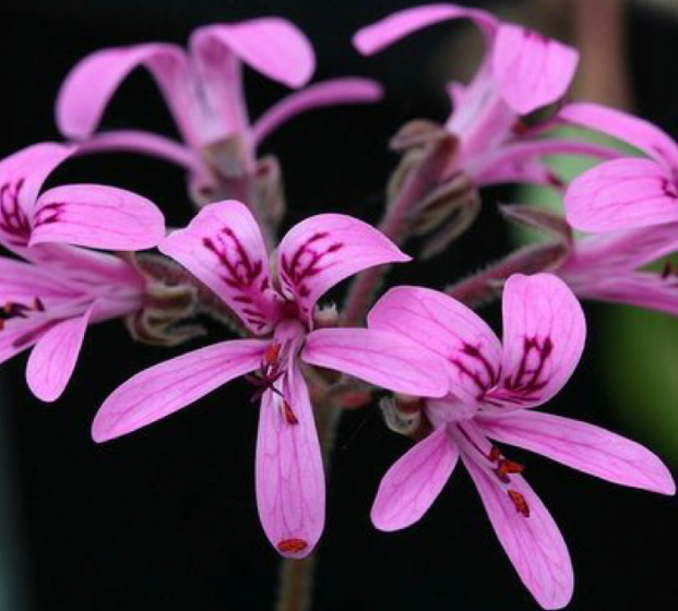 Pelargonium reflexipetalum 3 Pieces Seeds