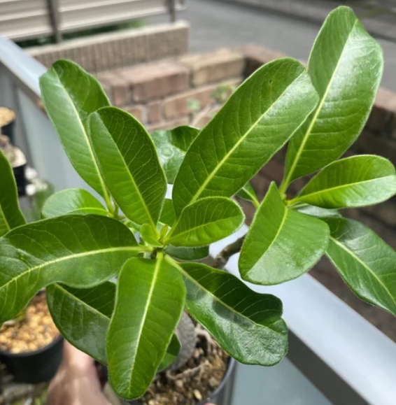 Pachypodium decaryi 6 Pieces Seeds