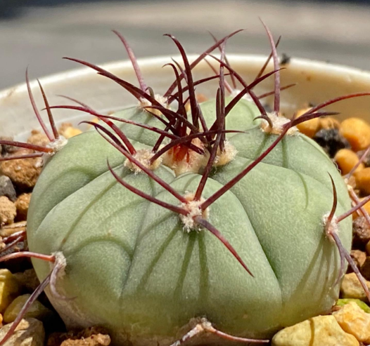 Gymnocalycium cabreraense 10 Pieces Seeds