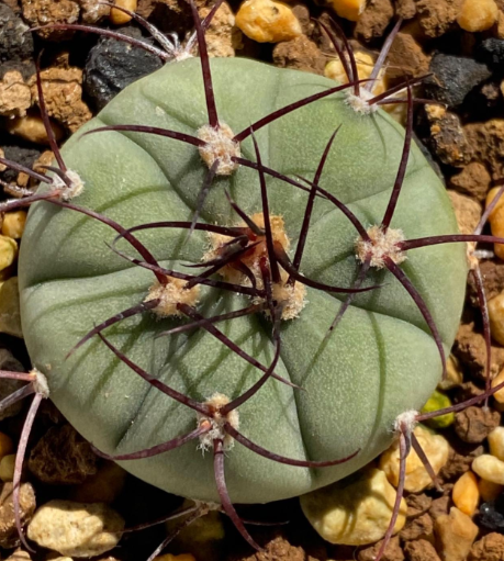 Gymnocalycium cabreraense 10 Pieces Seeds