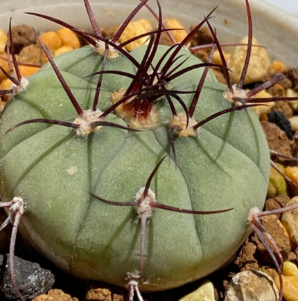 Gymnocalycium cabreraense 10 Pieces Seeds