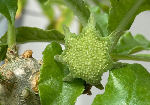 Dorstenia sp. Lavranos 6 Pieces Seeds