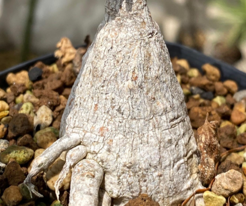 Ibervillea sonorae 6 Pieces Seeds
