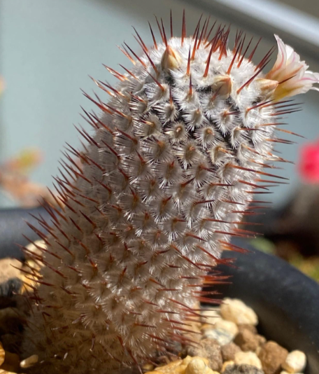Mammillaria perezdelarosae andersoniana 15 Pieces Seeds
