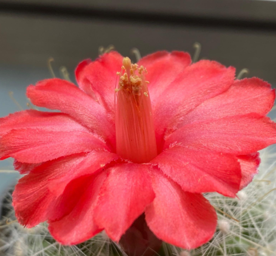 Mammillaria senilis 15 Pieces Seeds