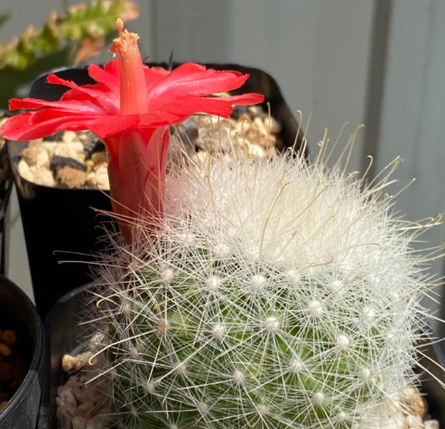 Mammillaria senilis 15 Pieces Seeds