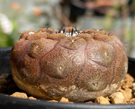 Copiapoa hypogaea lizard skin 10 Pieces Seeds