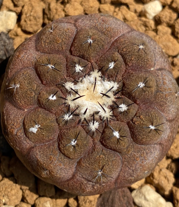 Copiapoa hypogaea lizard skin 10 Pieces Seeds