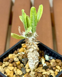 Pachypodium cv. tackyi 6 Pieces Seeds