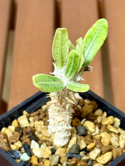 Pachypodium cv. tackyi 6 Pieces Seeds