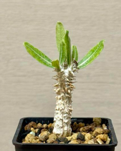 Pachypodium cv. tackyi 6 Pieces Seeds