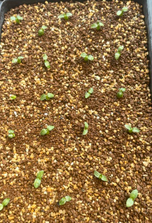 Pachypodium cv. tackyi 6 Pieces Seeds