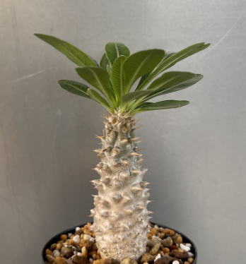 Pachypodium cv. tackyi 6 Pieces Seeds