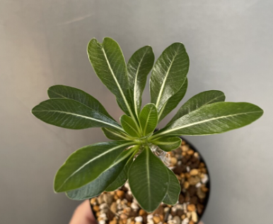 Pachypodium cv. tackyi 6 Pieces Seeds